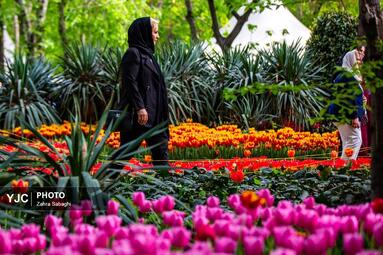 لاله های بهاری مهمان باغ ایرانی