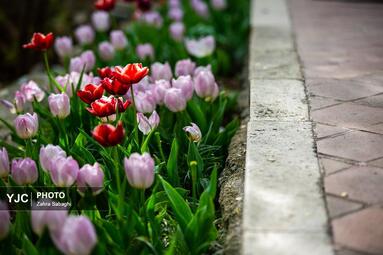 لاله های بهاری مهمان باغ ایرانی