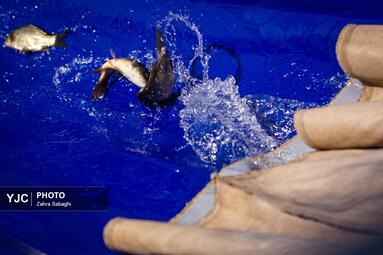 رها سازی ۵۰ هزار ماهی کپور در دریاچه شهدای خلیج فارس