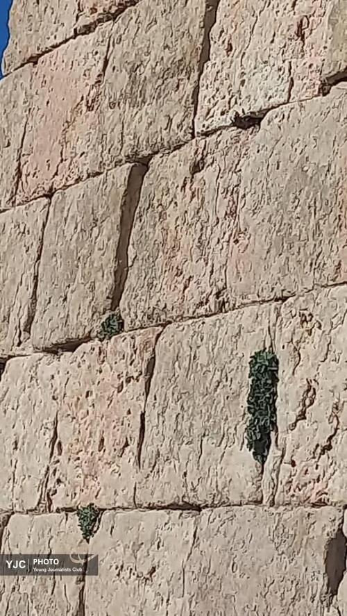 گیاهان خودرو در بیشاپور کازرون