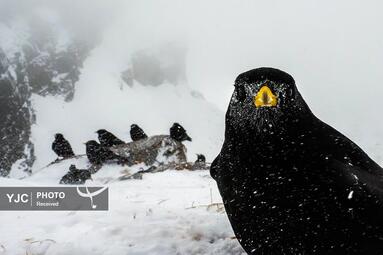 پرندگان کوه آلپ، سوئیس