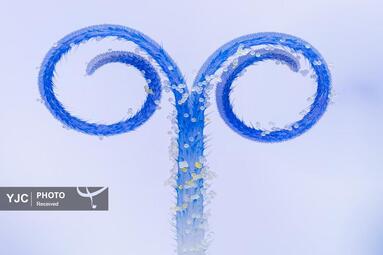 بزرگنمایی پرچم گل، اتریش