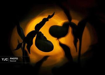 نمایی از ارکیده ها در غروب آفتاب، آلمان