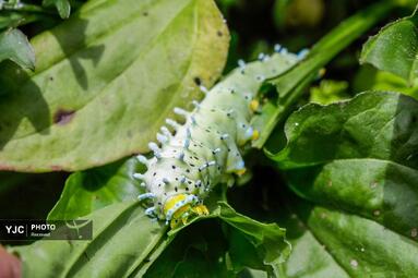 لارو پروانه ابریشم، کره جنوبی